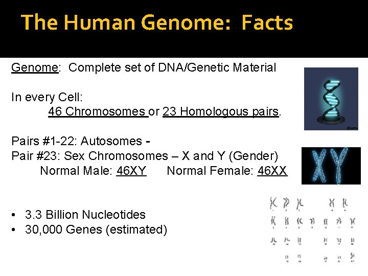 The Human Genome: Facts Genome: Complete set of DNA/Genetic Material In every Cell: 46