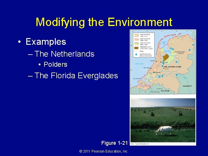 Modifying the Environment • Examples – The Netherlands • Polders – The Florida Everglades