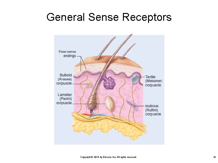 General Sense Receptors Copyright © 2016 by Elsevier Inc. All rights reserved. 10 