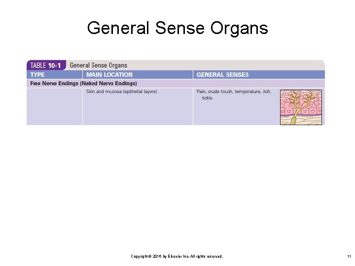 General Sense Organs Copyright © 2016 by Elsevier Inc. All rights reserved. 11 