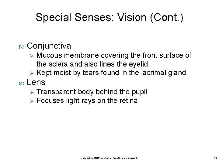 Special Senses: Vision (Cont. ) Conjunctiva Ø Ø Mucous membrane covering the front surface
