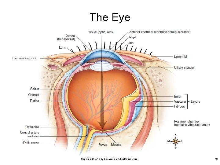 The Eye Copyright © 2016 by Elsevier Inc. All rights reserved. 16 