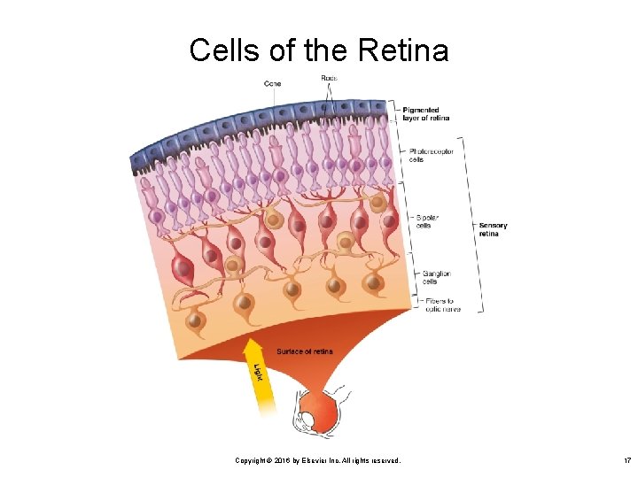 Cells of the Retina Copyright © 2016 by Elsevier Inc. All rights reserved. 17