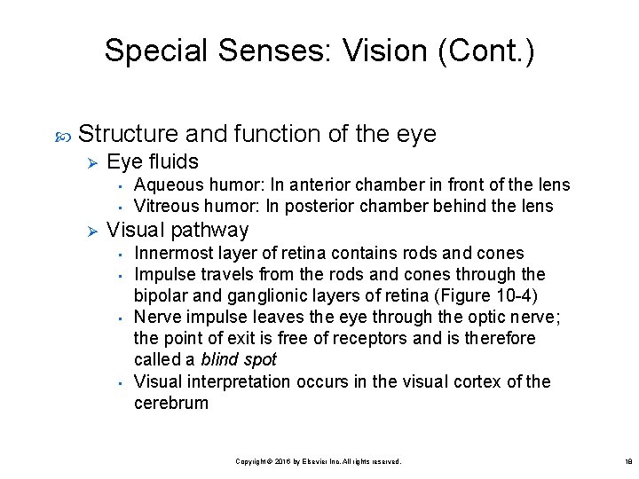 Special Senses: Vision (Cont. ) Structure and function of the eye Ø Eye fluids
