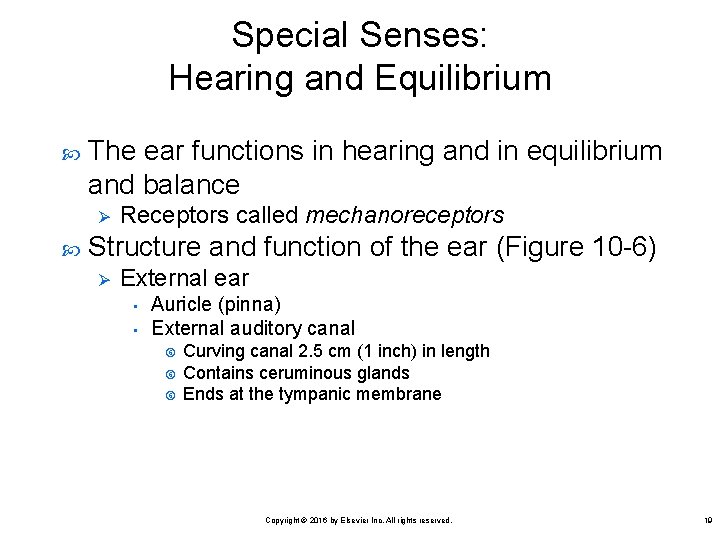 Special Senses: Hearing and Equilibrium The ear functions in hearing and in equilibrium and