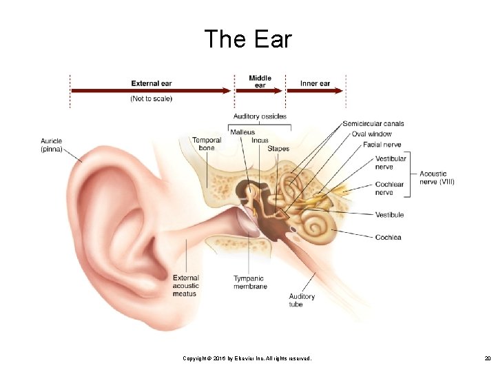 The Ear Copyright © 2016 by Elsevier Inc. All rights reserved. 20 