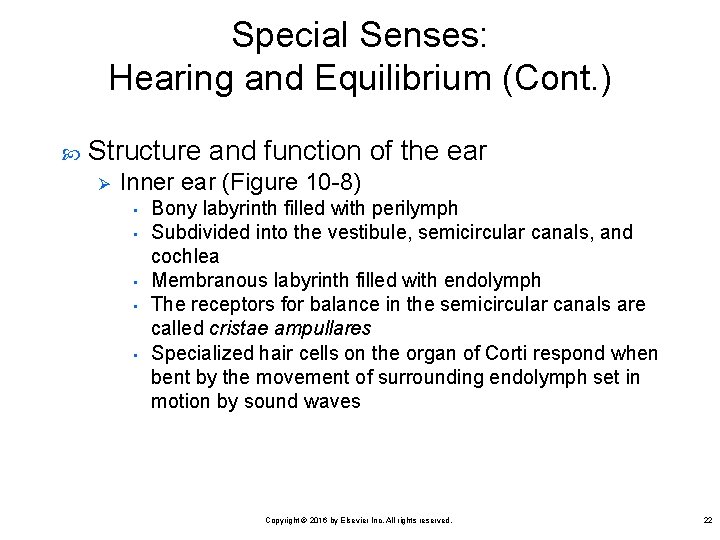 Special Senses: Hearing and Equilibrium (Cont. ) Structure and function of the ear Ø