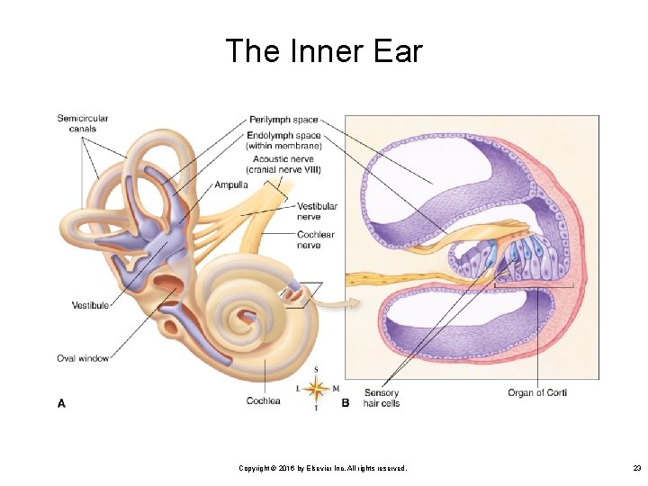 The Inner Ear Copyright © 2016 by Elsevier Inc. All rights reserved. 23 