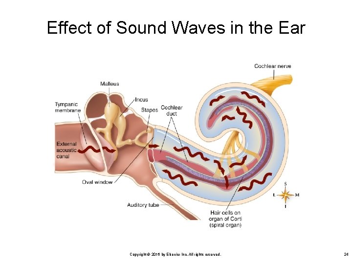 Effect of Sound Waves in the Ear Copyright © 2016 by Elsevier Inc. All