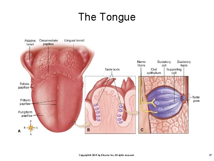 The Tongue Copyright © 2016 by Elsevier Inc. All rights reserved. 27 
