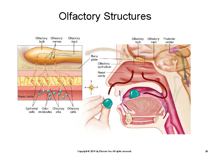 Olfactory Structures Copyright © 2016 by Elsevier Inc. All rights reserved. 29 