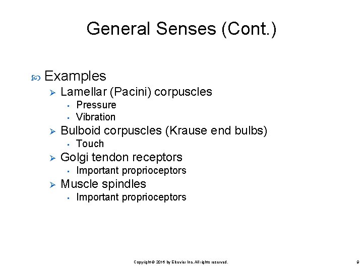 General Senses (Cont. ) Examples Ø Lamellar (Pacini) corpuscles • • Ø Bulboid corpuscles