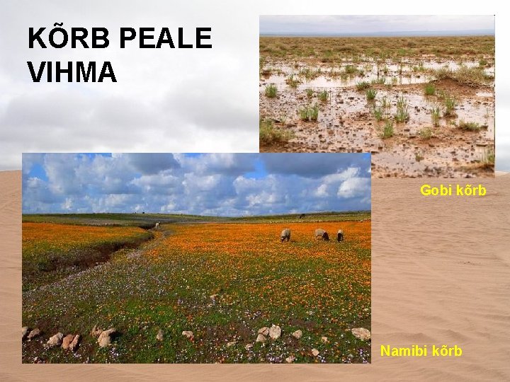 KÕRB PEALE VIHMA Gobi kõrb Namibi kõrb 