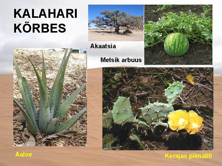 KALAHARI KÕRBES Akaatsia Metsik arbuus Aaloe Kerajas piimalill 