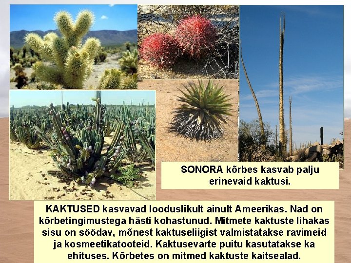 SONORA kõrbes kasvab palju erinevaid kaktusi. KAKTUSED kasvavad looduslikult ainult Ameerikas. Nad on kõrbetingimustega