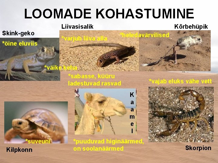 LOOMADE KOHASTUMINE Liivasisalik Skink-geko *varjub liiva alla *öine eluviis Kõrbehüpik *heledavärvilised *väike keha *sabasse,