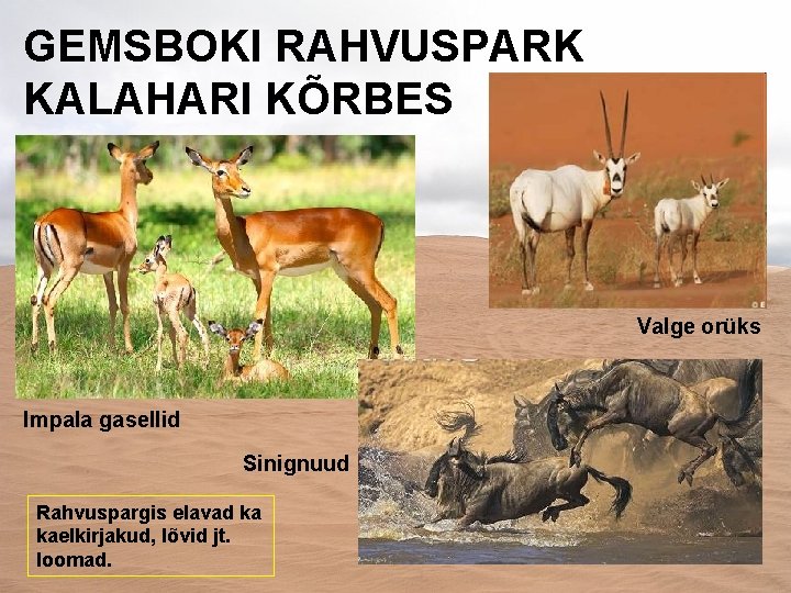 GEMSBOKI RAHVUSPARK KALAHARI KÕRBES Valge orüks Impala gasellid Sinignuud Rahvuspargis elavad ka kaelkirjakud, lõvid