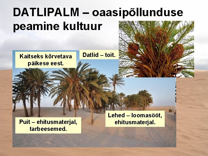 DATLIPALM – oaasipõllunduse peamine kultuur Kaitseks kõrvetava päikese eest. Puit – ehitusmaterjal, tarbeesemed. Datlid