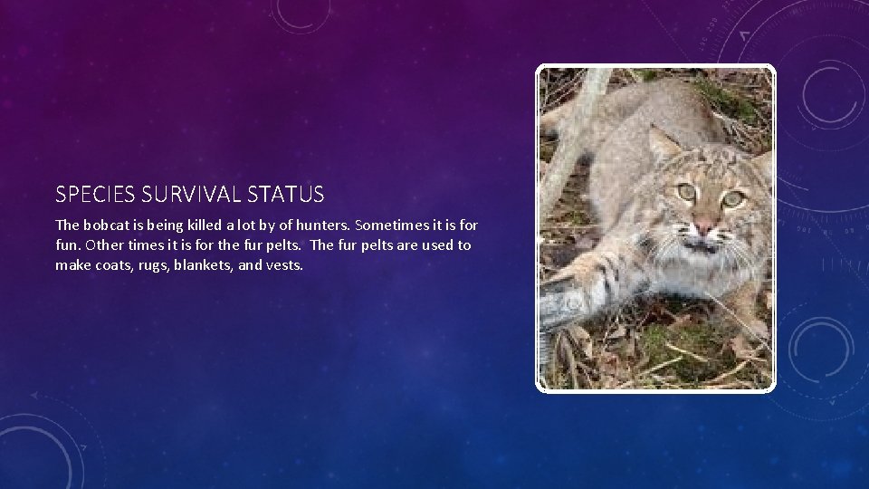 SPECIES SURVIVAL STATUS The bobcat is being killed a lot by of hunters. Sometimes