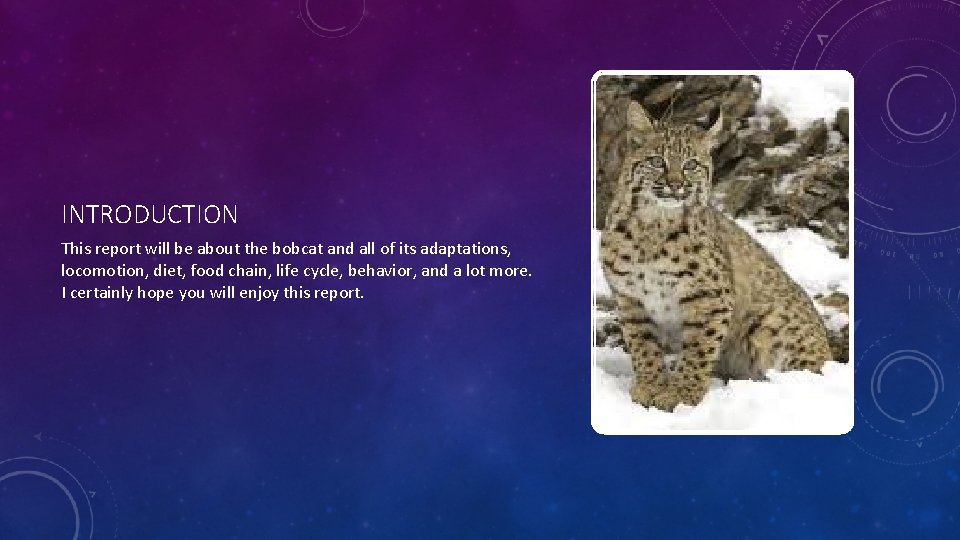 INTRODUCTION This report will be about the bobcat and all of its adaptations, locomotion,