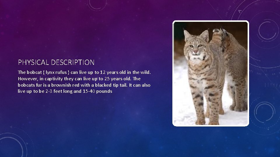 PHYSICAL DESCRIPTION The bobcat { lynx rufus } can live up to 12 years
