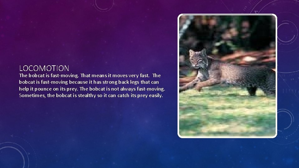 LOCOMOTION The bobcat is fast-moving. That means it moves very fast. The bobcat is