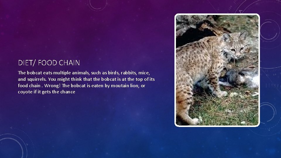 DIET/ FOOD CHAIN The bobcat eats multiple animals, such as birds, rabbits, mice, and