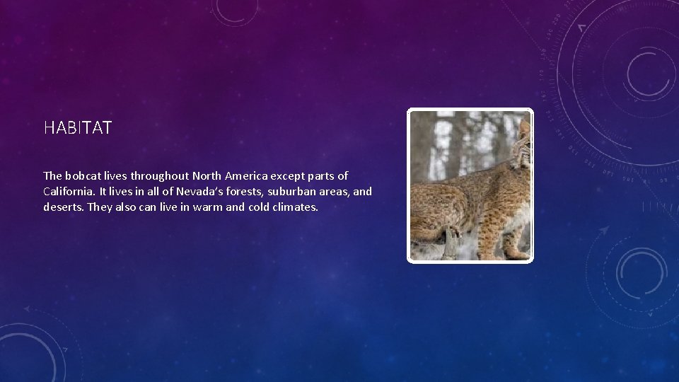 HABITAT The bobcat lives throughout North America except parts of California. It lives in