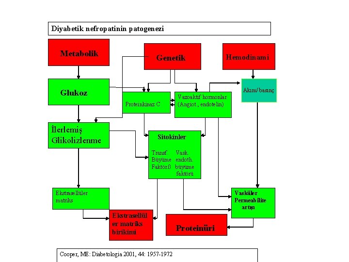 Diyabetik nefropatinin patogenezi Metabolik Genetik Hemodinami Akım/ basınç Glukoz Proteinkinaz C İlerlemiş Glikolizlenme Vazoaktif