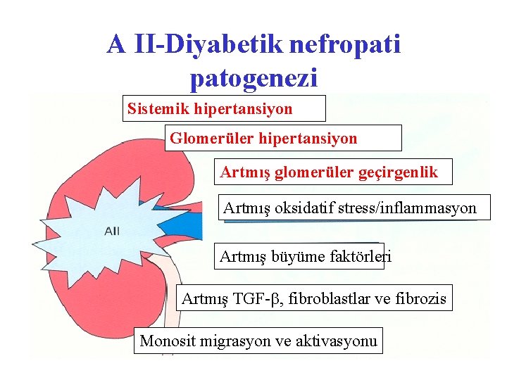 A II-Diyabetik nefropati patogenezi Sistemik hipertansiyon Glomerüler hipertansiyon Artmış glomerüler geçirgenlik Artmış oksidatif stress/inflammasyon