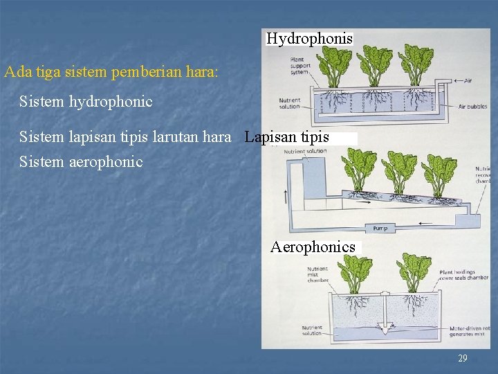 Hydrophonis Ada tiga sistem pemberian hara: Sistem hydrophonic Sistem lapisan tipis larutan hara Lapisan
