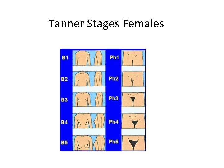 Tanner Stages Females 