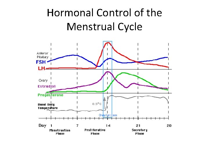 Hormonal Control of the Menstrual Cycle 