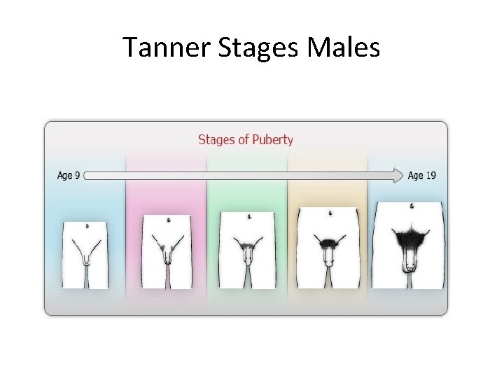 Tanner Stages Males 