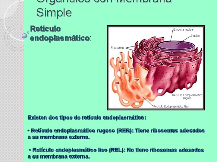 Orgánulos con Membrana Simple Retículo endoplasmático: Existen dos tipos de retículo endoplasmático: • Retículo