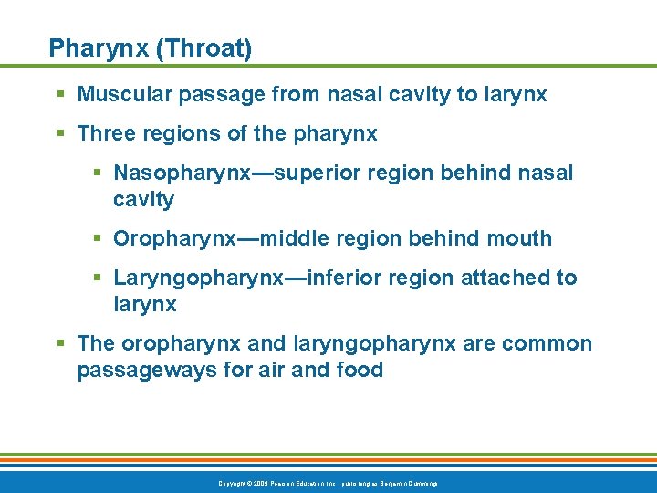 Pharynx (Throat) § Muscular passage from nasal cavity to larynx § Three regions of