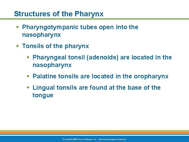 Structures of the Pharynx § Pharyngotympanic tubes open into the nasopharynx § Tonsils of