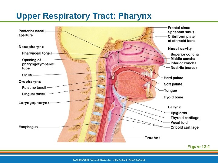 Upper Respiratory Tract: Pharynx Figure 13. 2 Copyright © 2009 Pearson Education, Inc. ,