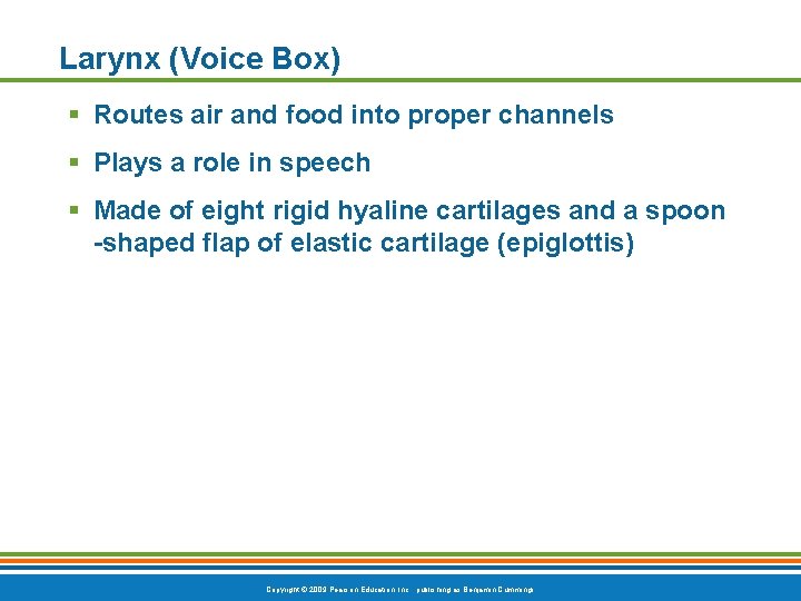 Larynx (Voice Box) § Routes air and food into proper channels § Plays a