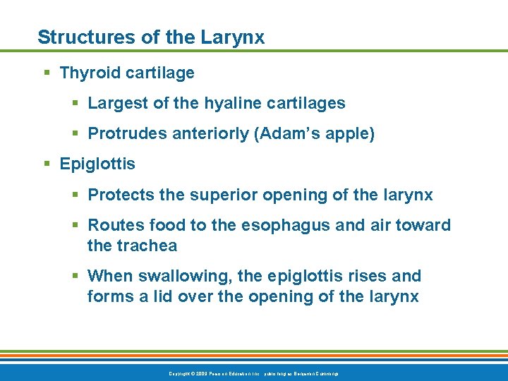 Structures of the Larynx § Thyroid cartilage § Largest of the hyaline cartilages §