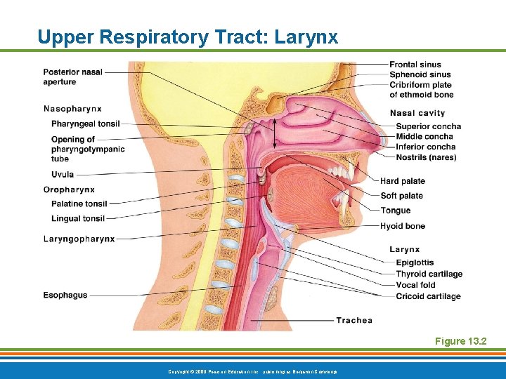 Upper Respiratory Tract: Larynx Figure 13. 2 Copyright © 2009 Pearson Education, Inc. ,