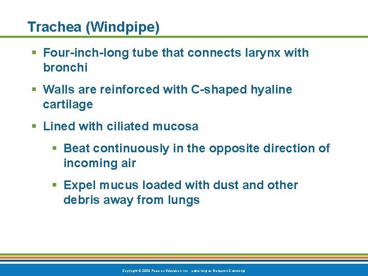 Trachea (Windpipe) § Four-inch-long tube that connects larynx with bronchi § Walls are reinforced