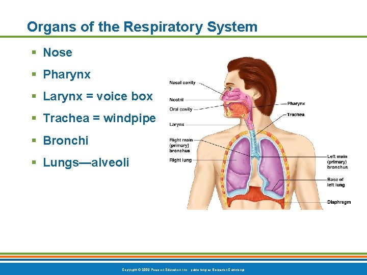 Organs of the Respiratory System § Nose § Pharynx § Larynx = voice box