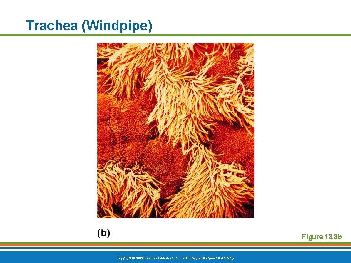 Trachea (Windpipe) Figure 13. 3 b Copyright © 2009 Pearson Education, Inc. , publishing