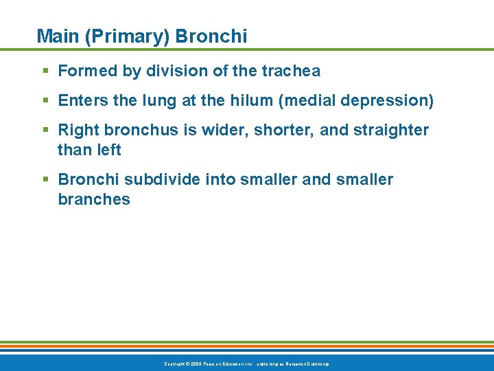 Main (Primary) Bronchi § Formed by division of the trachea § Enters the lung
