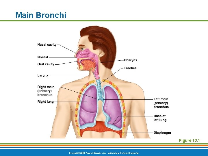 Main Bronchi Figure 13. 1 Copyright © 2009 Pearson Education, Inc. , publishing as