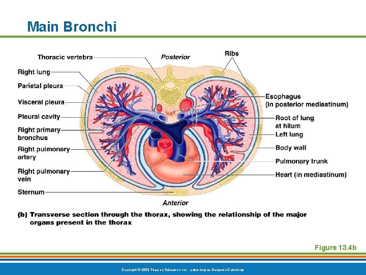 Main Bronchi Figure 13. 4 b Copyright © 2009 Pearson Education, Inc. , publishing