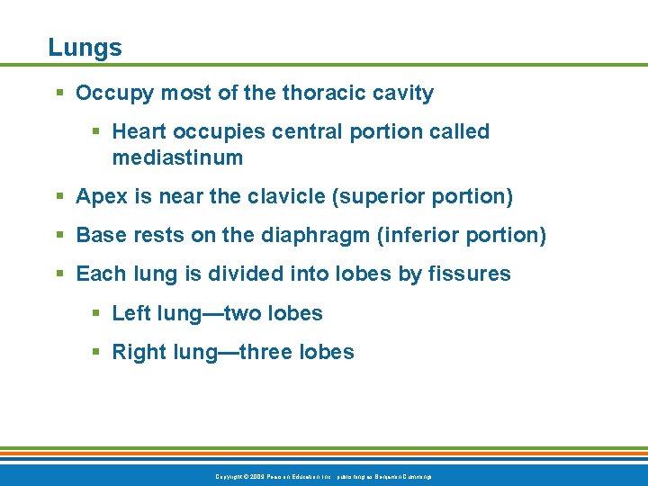 Lungs § Occupy most of the thoracic cavity § Heart occupies central portion called