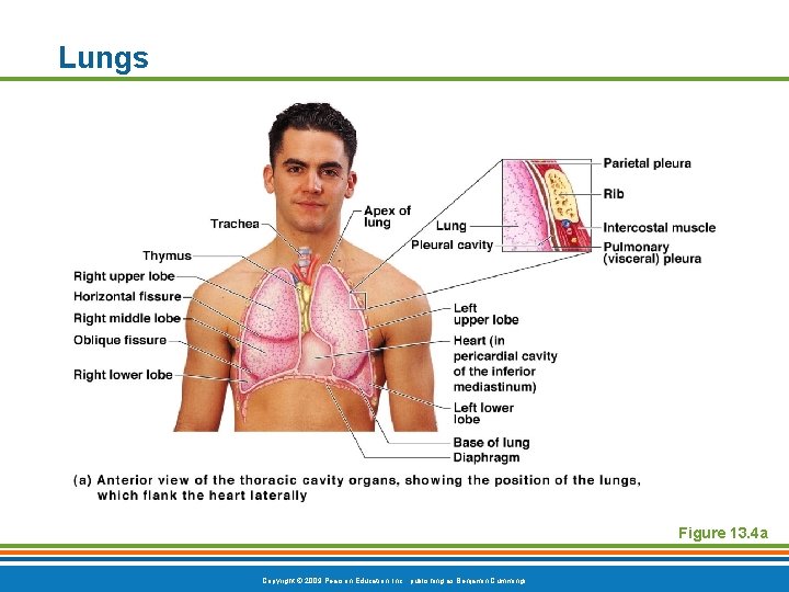 Lungs Figure 13. 4 a Copyright © 2009 Pearson Education, Inc. , publishing as