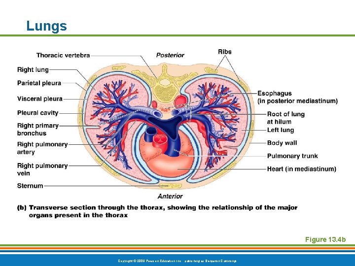 Lungs Figure 13. 4 b Copyright © 2009 Pearson Education, Inc. , publishing as